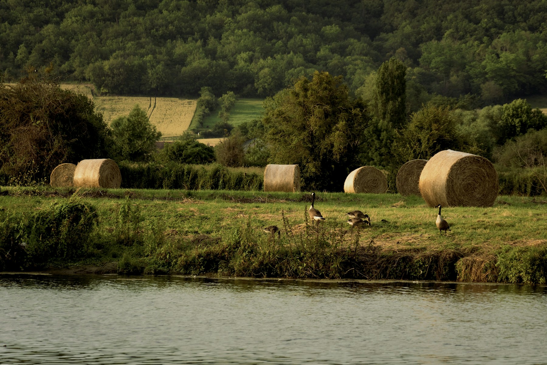 Paysage rural normand avec champs, bottes de foin et rivière
